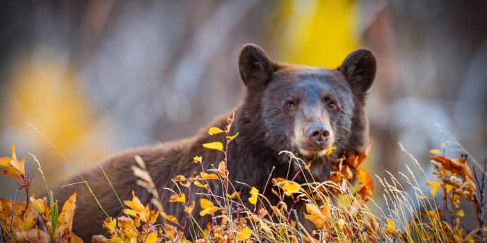 PointsBet ขยายตลาด iGaming ในจังหวัดอัลเบอร์ต้า ประเทศแคนาดา