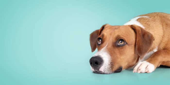 หญิงสาวทิ้งลูกสุนัขที่สนามบินลาสเวกัส ถูกจับกุมตัวแล้ว